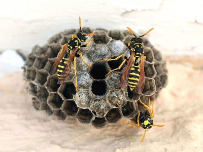 Yellow Jacket Wasps Bees Nest Removal and Control : Treatment - Carnegie Exterminators